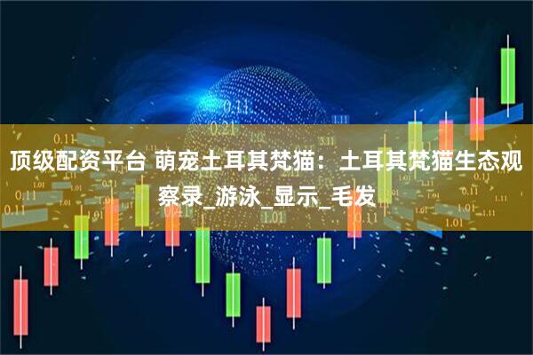 顶级配资平台 萌宠土耳其梵猫：土耳其梵猫生态观察录_游泳_显示_毛发